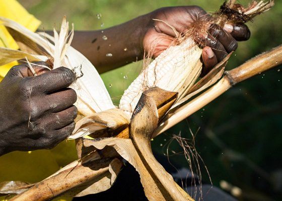 Farmer handling a maize cob