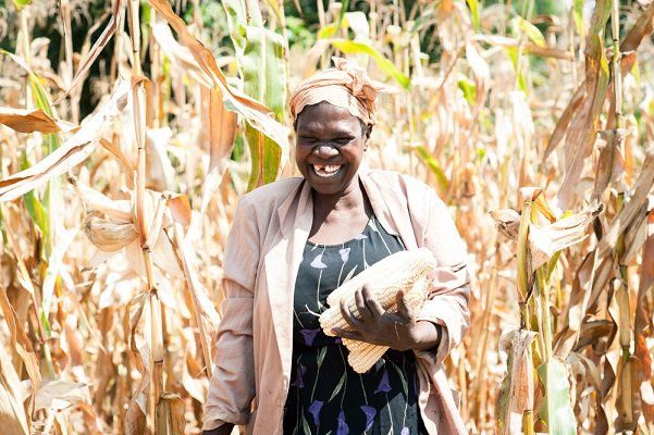 Female farmer with cobs of maize