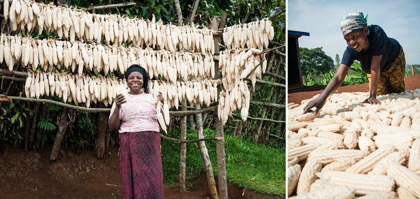 Female farmers collecting and storing maize cobs