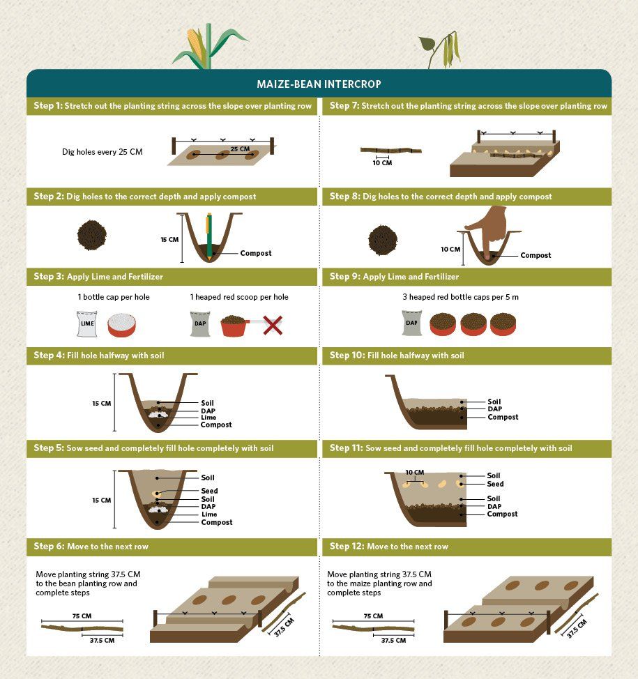 A guide to intercropping maize with beans.