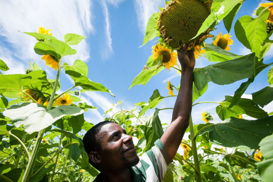 Farmer Joshua Mbwilo and sunflowers