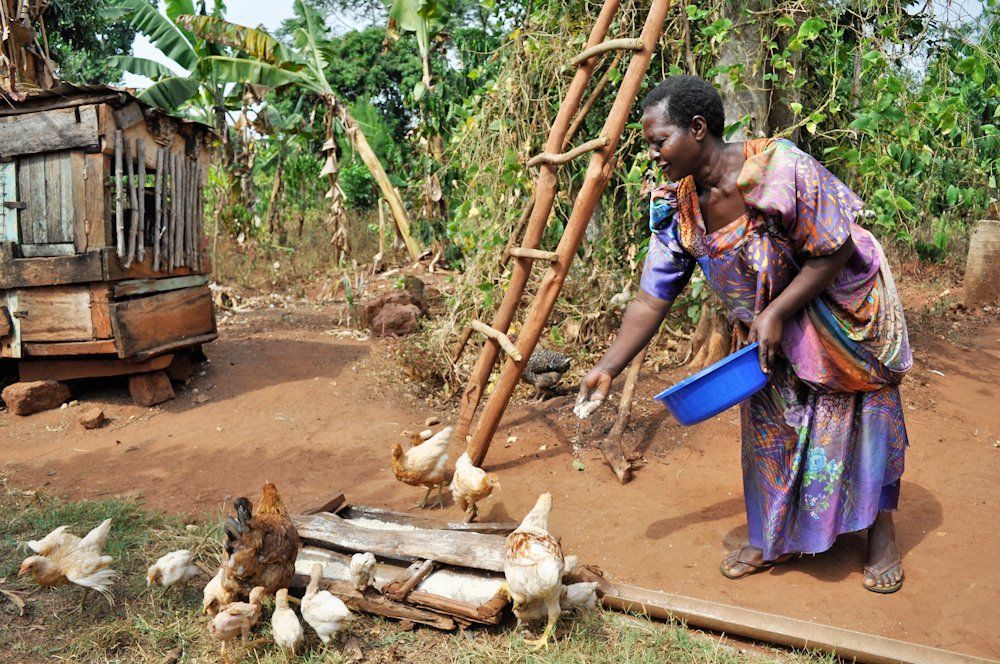 Farmer Margaret Elumuka feeding her chickens