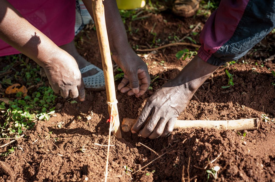Two farmers use simple measuring sticks as a guide while planting millet seeds in Kenya