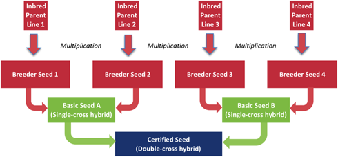 Seed development flow chart