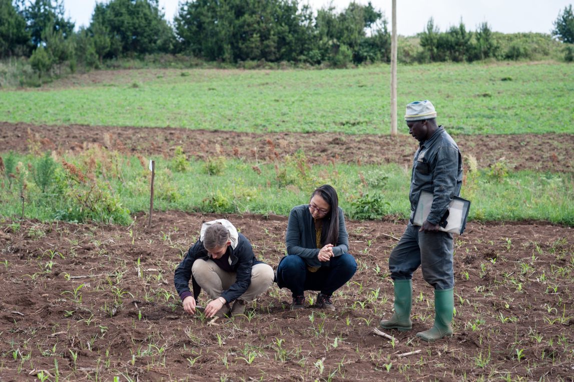 Members of our team inspect the results of a fertilizer trial in Tanzania.