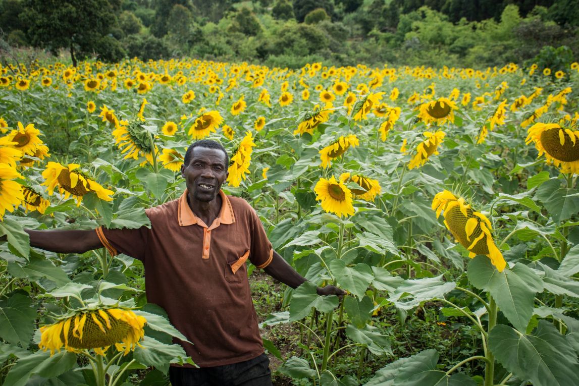 Farmer and field of sunflowers