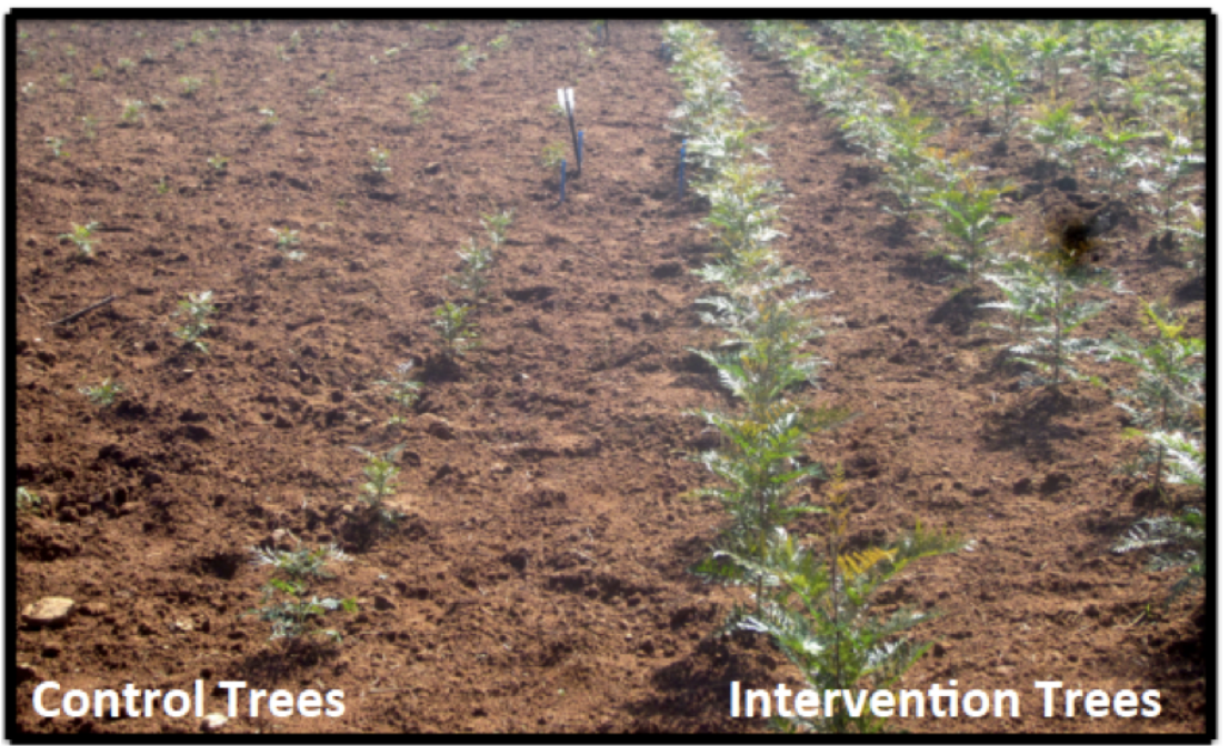 Control vs Intervention Trees
