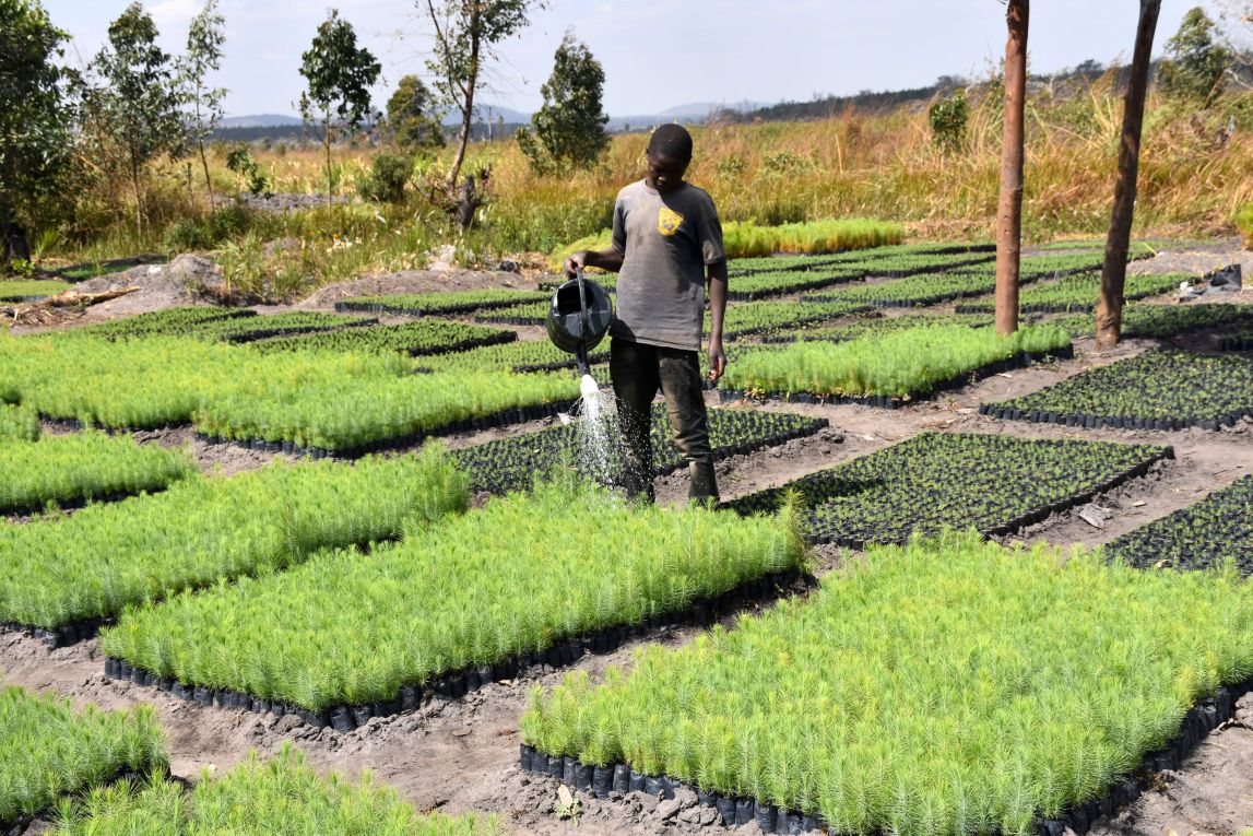A tree nursery manager in Zambia waters some tree seedlings