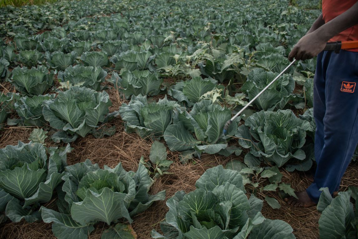 A smallholder farmer fertilizes his cabbage field in Nyarusange district of Gitega Province, Burundi.