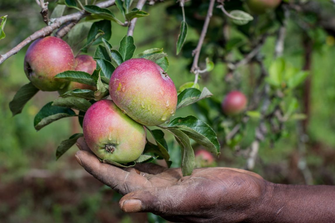Apples on the tree in Tanzania