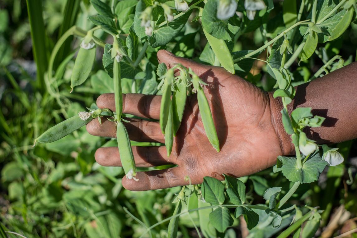 Peas on a vine are shown on top of a farmers palm