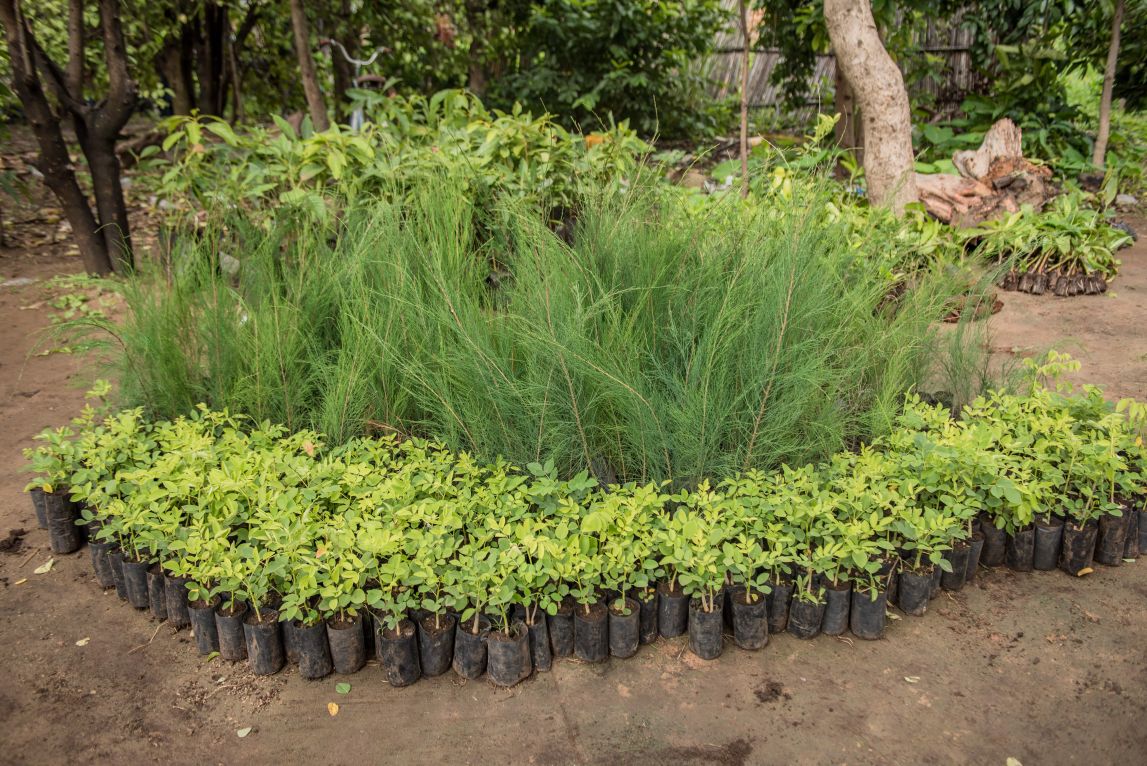 This is a photograph of different species of tree saplings arranged on the ground. 