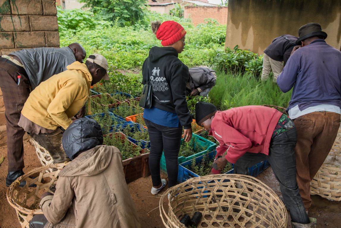 In this photograph, farmers arrange tree saplings into baskets. 