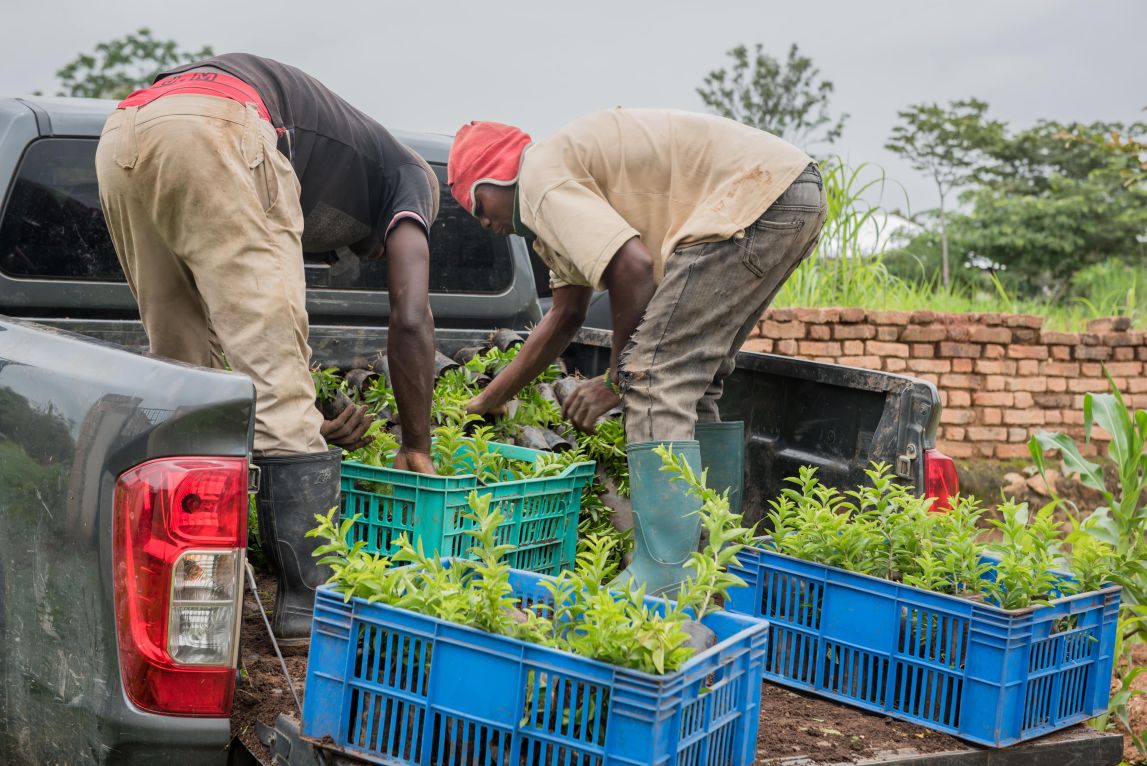 In this photograph, a pick-up is loaded with tree saplings. 