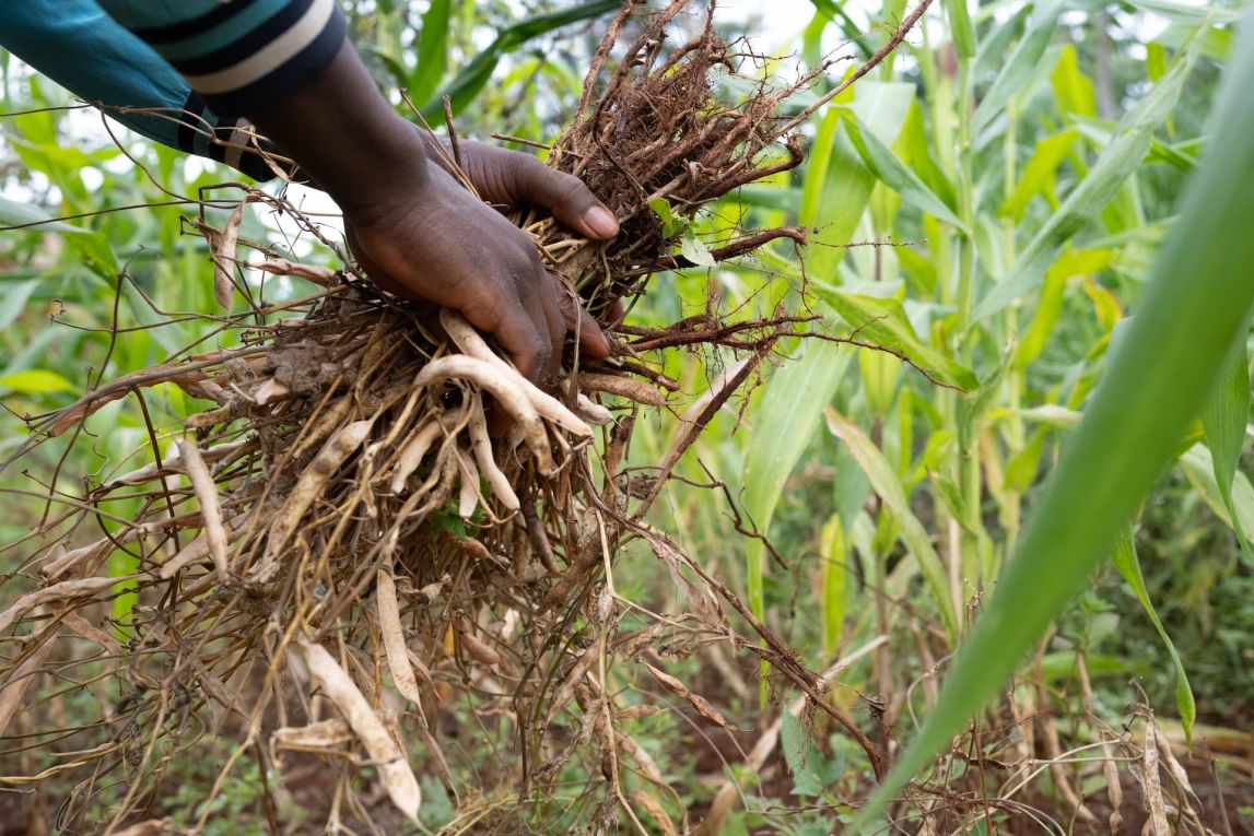 Alphonsine Musanabera is a 24-year-old farmer from Rwimbogo cell, Rwamagana district. She grows beans, maize, groundnuts,s and fruits. She has been farming with One Acre Fund since 2020. Since joining her harvest has increased and sold surplus hwich helped her invest in her shop business. She also baught a solar lamp from One Acre Fund, which is helping her to light her shop when it is dark.